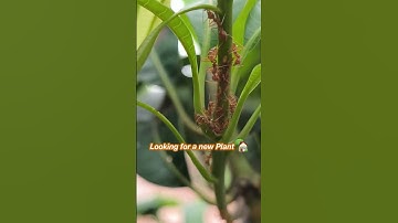 Weaver Ants Looking for a new Plant – Macro View #weaverants #macrophotography #asmr
