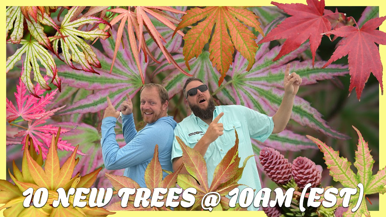 メープル様 MrMaple 10 New Trees @ 10am on Tuesdays & Thursdays — Page 2 — Mr