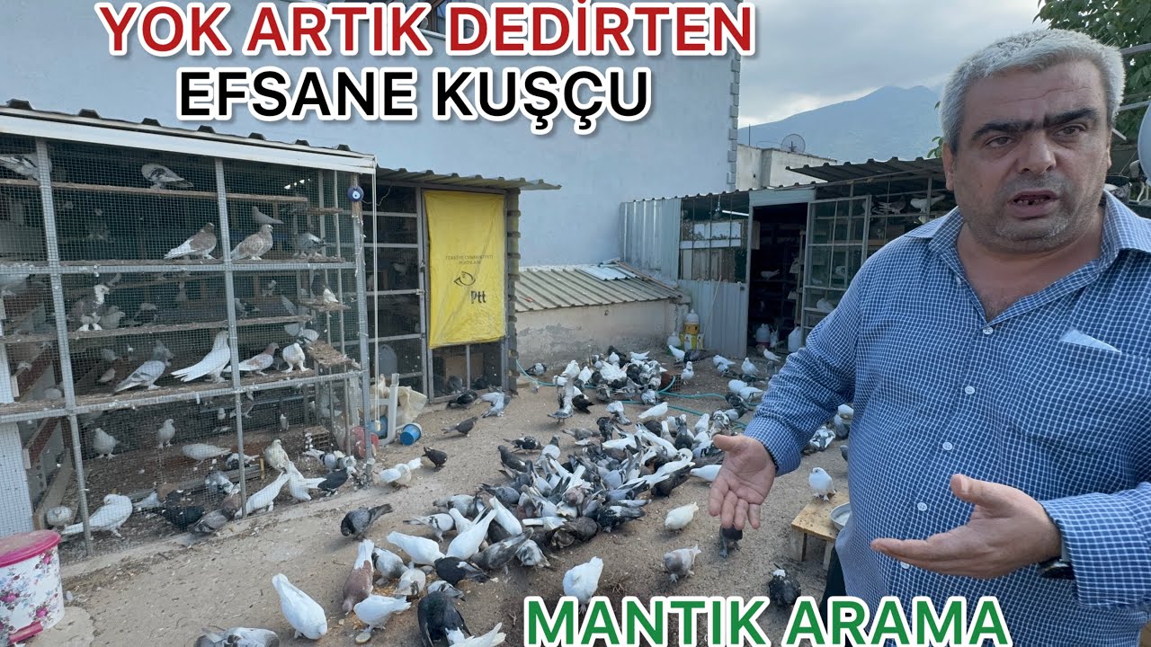 BU ADAM ÇILDIRMIŞ OLMALI  700 GÜVERCİNİ EKMEKLE BESLİYOR