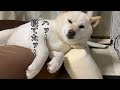ちょっとお昼寝するはずが夜まで爆睡してしまい動揺を隠せない柴犬