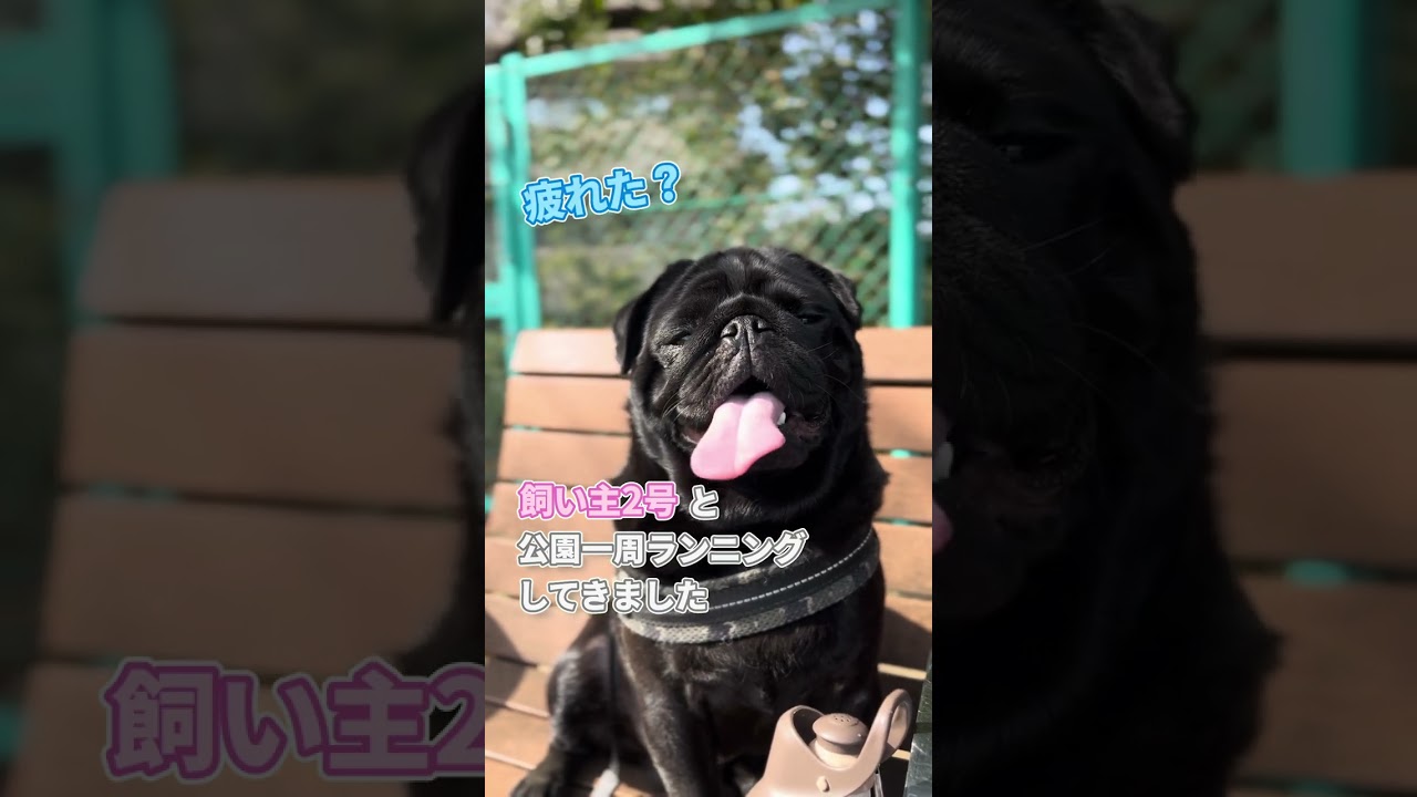 Even though it's February, my pug got too hot during his walk and