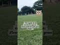 El rugido
