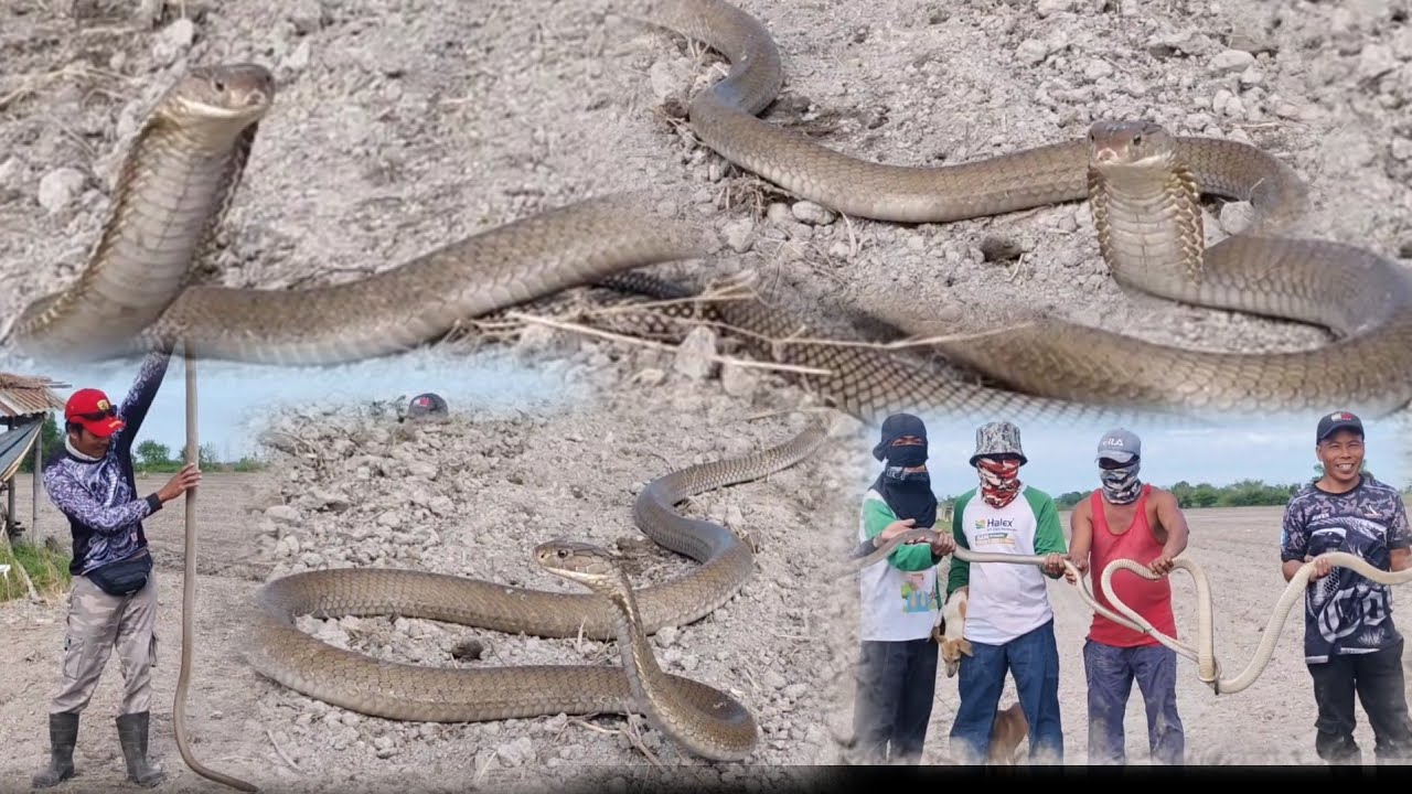 Apat na king cobra ang nahuli sa navy capas tarlac