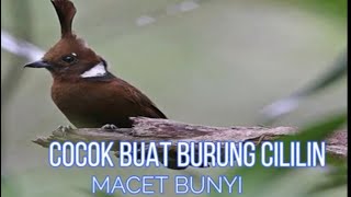 PANCINGAN CILILIN GACOR Full TEMBAKAN SUARA ALAMI DENGAN KOMBINASI SUARA AIR COCOK BUAT BURUNG MACET