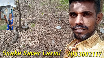 Indian rock python release forest jungle,,,7033002117,,