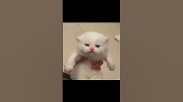 Thumbnail of Jisoo-flower versi kucing #shorts