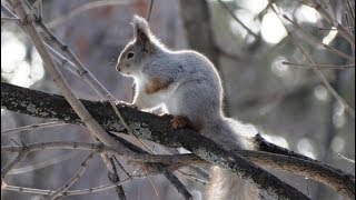 Кормушка для белки ( Sciurus vulgaris )