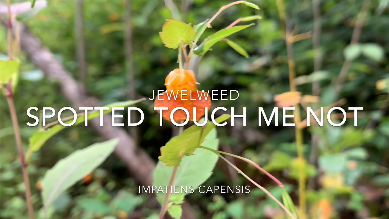 8.29.2019: Spotted Touch Me Not