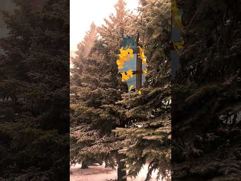 ☃Преображение ёлочек! Предновогоднее волшебство! 🎄#shorts #merrychristmas