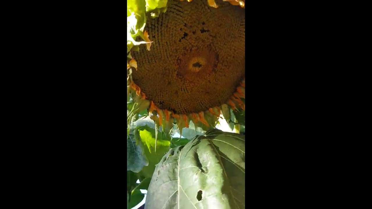 WORLDS BIGGEST SUNFLOWER? YouTube