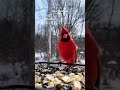 Cute Bird tiktok nhbirdnerd