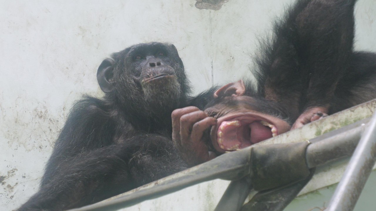 Ginpapa Mokoichi Okinawa Zoo, Chimpanzee, 202604 - YouTube