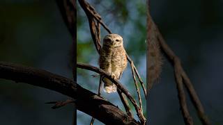 Half in Light, Half in Shadow – The Majestic Owl#owl #cute #lovely #wildlife #shorts #ytshorts