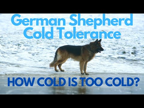 German Shepherd Cold Tolerance: How Cold Is Too Cold?