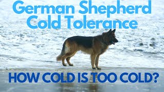 German Shepherd Cold Tolerance: How Cold Is Too Cold? German Shepherd Cold Tolerance: How Cold Is Too Cold?