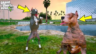 YAVRU PİTBULL GERÇEK BABASI FALÇATA'YLA TANIŞIYOR! - GTA 5