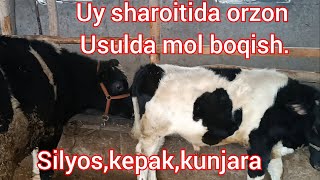 2-QISM UY SHAROITIDA ARZON USULDA MOL BOQISH SIRLARI. SILYOS KUNJARA, KEPAK.