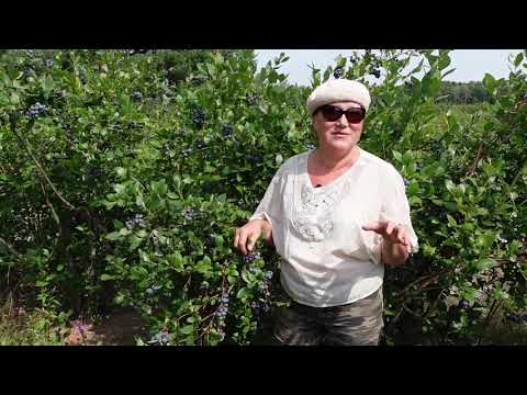 Vidéo: Agrotechnique De L'agriculture Naturelle - APZ