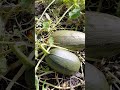 Harvesting Halloween Pumpkin #assen #shorts #pompoen #duurzaamheid #droneald #pettingzoo