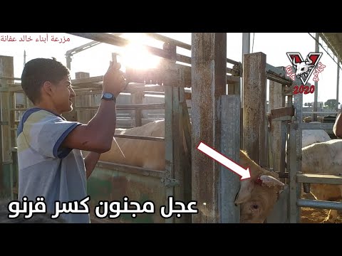 شاهد عجل برتغالي شراري كسر قرنو اثناء توزينه داخل مزرعة خالد عفانة