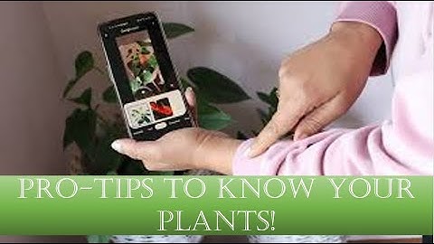 Identify your plant with Google Lens!