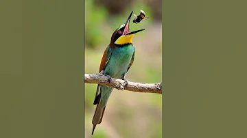 صوت وروار Bee Eater Call 