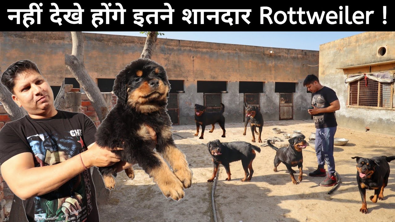 Rottweiler देखकर आज तबीयत खुश हो जाएगी | Shurveer Kennel | Elite Rottweiler