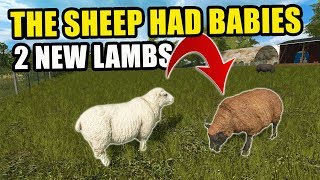 WE HAVE 2 NEW BABY SHEEP ON THE FARM! | EP #76 | FARMING SIMULATOR 2017