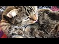 【猫】毛づくろいはなちゃん