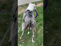 Амстафф Бой и ОГРОМНЫЙ ПУДЕЛЬ #amstaff #амстафф #pitbull #dog