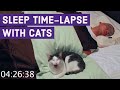 Sleep timelapse with cats  6 hours in 90 seconds