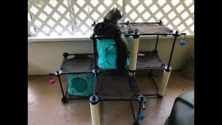 Kitty City Claw Mega Kit review with guest cat appearances