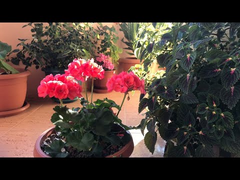 Video: Acidantera (51 Fotografi): Mbjellje Dhe Kujdes Në Fushë Të Hapur Për Gladiolë Aromatik. Kur Të Gërmoni Dhe Si Të Ruani Gladiolën Abisiniane? Varietetet Dhe Përshkrimi