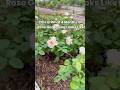 Backyard Rose Garden Tour – 4 Months Later #rosecaring #rose #flowers#mybackyardgarden#gardening