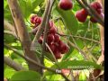 Money Time 23rd April 2015 |Taiwan Rose apple (Chambakka )