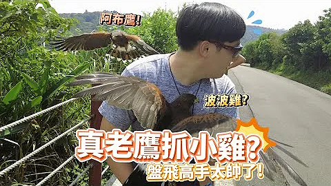 真老鷹抓小雞，閃避技能點滿，盤飛高手真的太帥了！| 波氏家族 popofamily |【訓練日常】| 栗翅鷹波波 | 哈里斯鷹日常 - 天天要聞