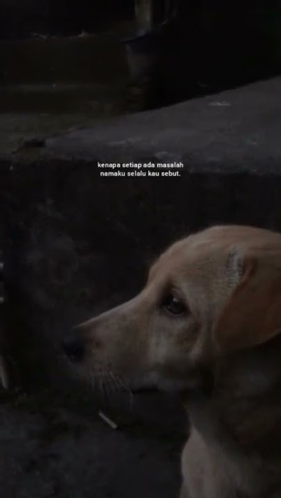 STORY TERBARU || STORY WA 30 DETIK KEREN || #STORY #instagram ||#motivasi hari ini ||#storywaterkini