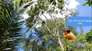 Vua Khỉ Miền Tây (Ba Tùng) cưa cây Tràm Bông Vàng và những đợt Gió lớn