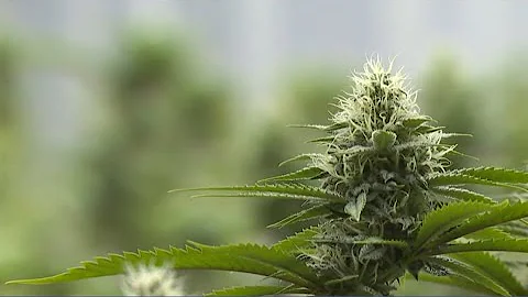 Dispensary owner preparing for marijuana policy shifts in Michigan, Ohio