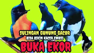 Pancingan Kacer Gacor Buka Ekor Dengan Suara Tledekan Gunung Gacor, Kacer Gacor