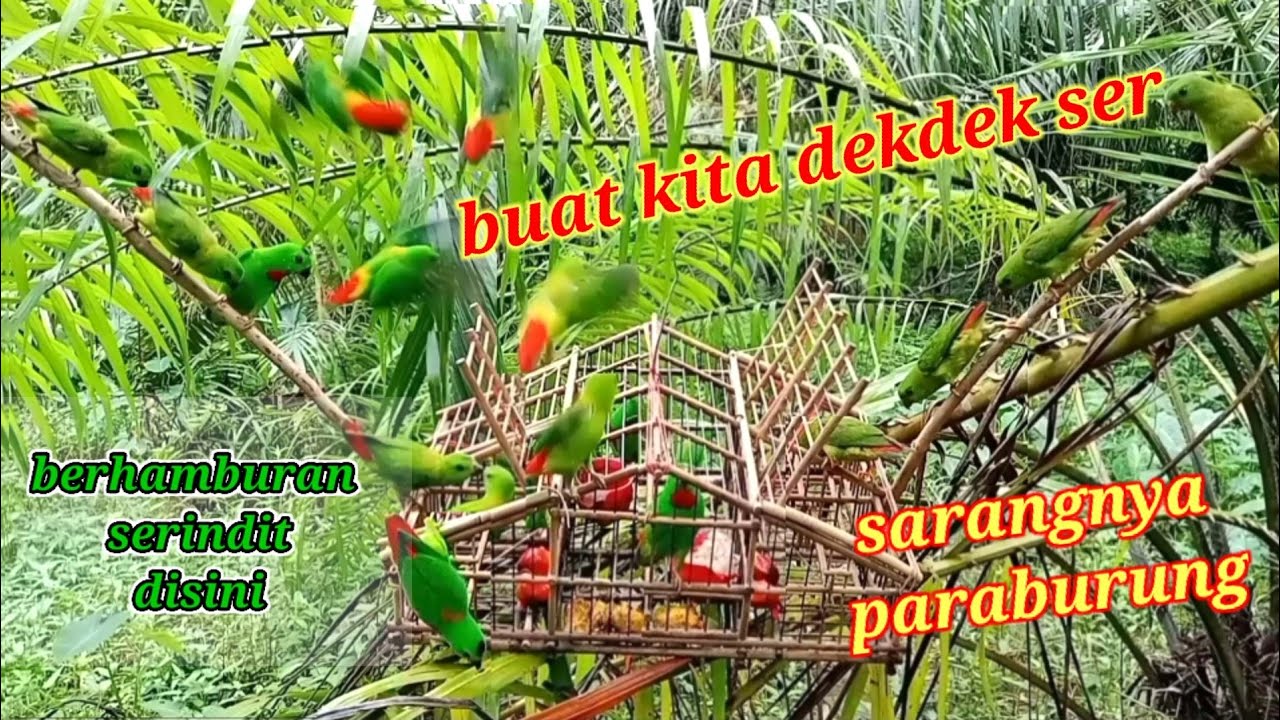 SETINGGI 135 CM TANDAN SAWIT TEMPAT MENJEBAK BURUNG SERINDIT YANG BANYAK!! BIRD TRAP