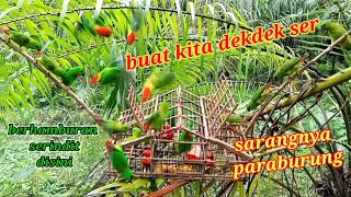 SETINGGI 135 CM TANDAN SAWIT TEMPAT MENJEBAK BURUNG SERINDIT YANG BANYAK!! BIRD TRAP