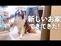 未完成の新居で子どものようにはしゃいで大工さんに甘えるボーダーコリーが可愛すぎ｜犬と暮らす家づくり#9