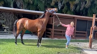 Stubborn Horse Intimidates Fearful Owner