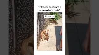 Cuando era mejor no haber entrado 🐶🤣 #viralvideo #perros #dog #funny