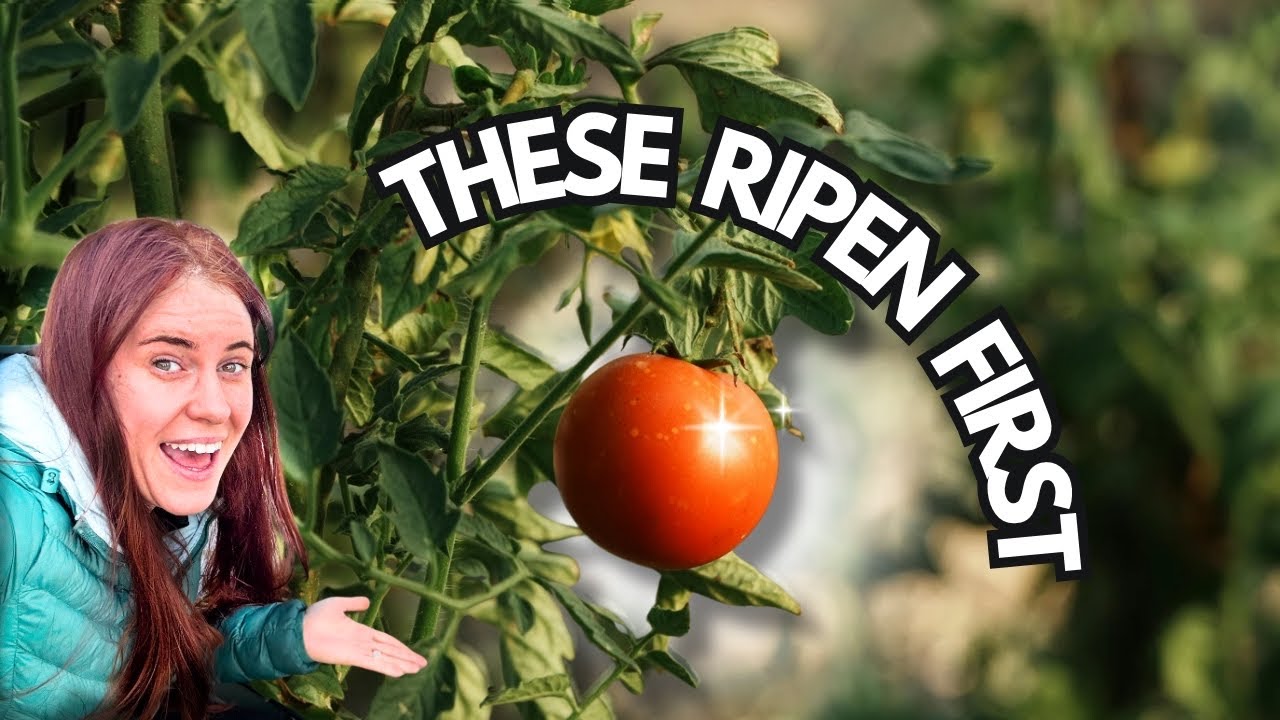 Самые быстро созревающие помидоры и перец (урожай собирают на несколько недель раньше)