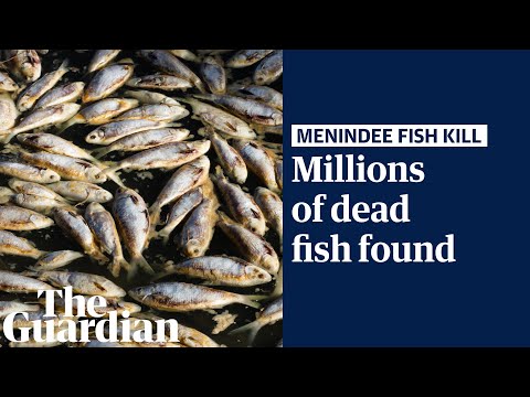 Staggering amount of dead fish found at Menindee