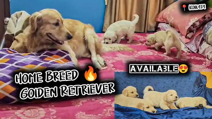 Watch the video about Home Breeds Dog For Sale in Kolkata | dogmarket in kolkata | dog market in kolkatapricet | dogs 2025
