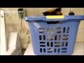 Ragdoll cat in laundry basket playing with coupon paper      floppycats
