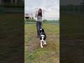 ボーダーコリーの相棒キレキレダンス✨　#dog #doglife #dogtricks